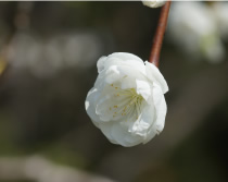 五剣山の自然（花ごよみ）