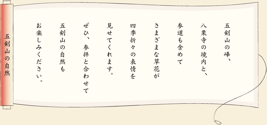 【五剣山の自然】五剣山の峰、八栗寺の境内と、参道も含めてさまざまな草花が四季折々の表情を見せてくれます。ぜひ、参拝と合わせて五剣山の自然もお楽しみください。