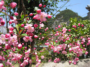 海棠桜カイドウザクラ